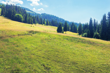 wonderful mountain landscape in summertime. alpine grassy meadow among spruce forest at the edge of a hill. beautiful nature scenery at high noon