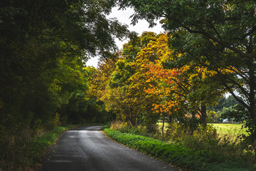 Empty roadway among autumnal trees