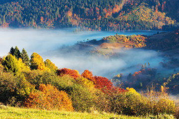 beautiful autumn morning in mountains. trees on the edge of a hill in fall colors, green grass on the meadow. valley full of fog. wonderful countryside on a sunny weather