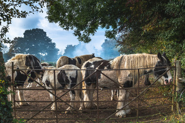 Purebred horses in rural paddock