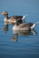Fototapeta premium Geese in the water