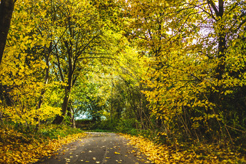Empty roadway among autumnal trees