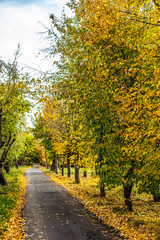Fototapeta premium Empty roadway among autumnal trees