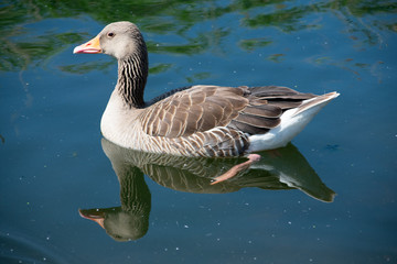 Goose Swimming In Gravel Pit Lake