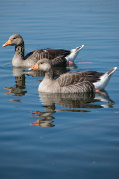 Geese in the water