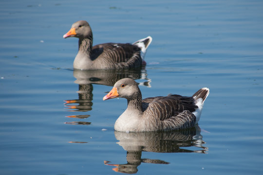 canadian goose on water