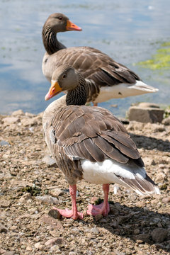 Goose on the beach