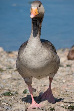 Goose At The Water's Edge