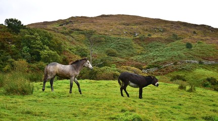 Fototapeta premium A donkey telling a filly to keep away.
