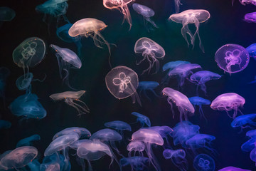 Jellyfish with neon glow light effect in Singapore aquarium