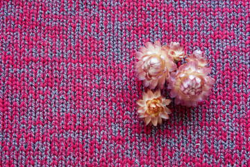 dry autumn flowers on a gray-Burgundy knitted background