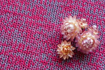 dry autumn flowers on a gray-Burgundy knitted background