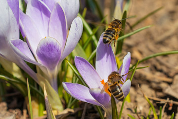 Bee on a yellow stamen of a purple crocus