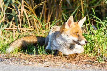 Alberese (Gr), Italy, fox close up in the maremma country, Italy