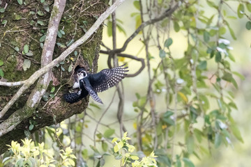 pied falconet