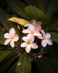 plumeria flower