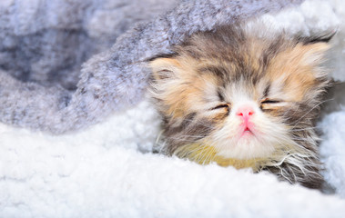 cute persian baby kitten