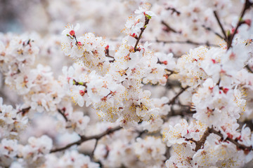Spring Cherry Tree	 