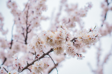 Spring Cherry Tree	 