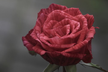 one close up red rose