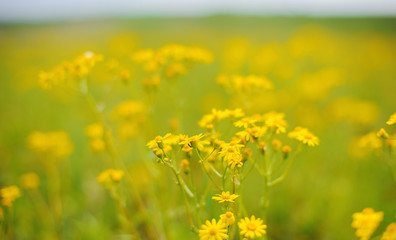 A beautiful little yellow flowers filed, focus on one, blurry background