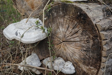 Baumpilze