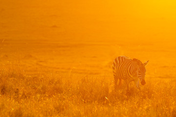 Fototapeta na wymiar Zebras walking peacefully at golden magical light during sunrise in Mara triangle