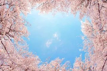 Fotobehang 桜 © LAYW