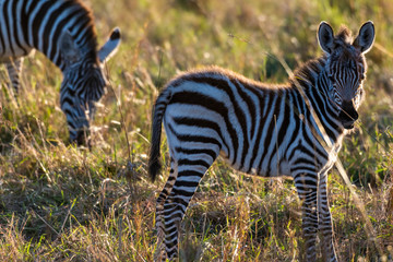 zebra calf walking alone without her mother in Maasai Mara at sunrise