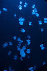 abstract background jellyfish