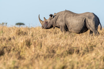 Obraz premium Big Rhino feeding grass on a quite morning in Maasai Mara national reserve