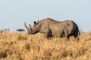 Obraz premium Big Rhino feeding grass on a quite morning in Maasai Mara national reserve