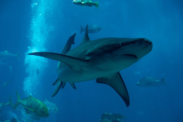shark in aquarium