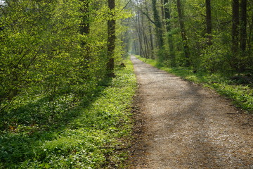 Obraz premium Waldweg