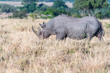 Obraz premium Bleeding rhino after fight grazing alone in Maasai Mara