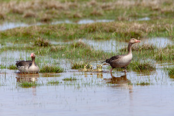 F&uuml;nf G&auml;nsek&uuml;cken schwimmen zwischen G&auml;nsemama und G&auml;nsepapa