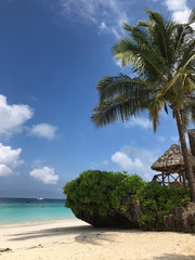 tropical beach with palm trees
