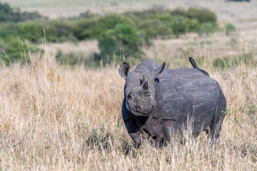 Obraz premium Big Rhino feeding grass on a quite morning in Maasai Mara national reserve