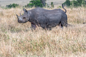 Obraz premium Big Rhino feeding grass on a quite morning in Maasai Mara national reserve