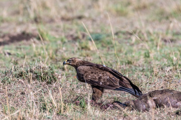 Tawny eagle eating left over animal skin in Maasai Mara national reserve