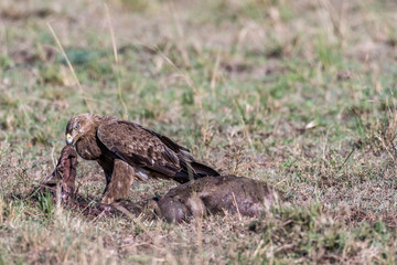 Tawny eagle eating left over animal skin in Maasai Mara national reserve