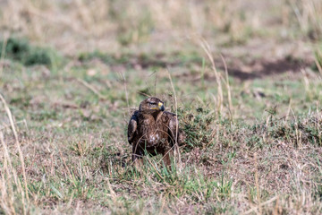 Tawny eagle eating left over animal skin in Maasai Mara national reserve