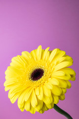 Bright yellow gerbera on a lilac background. The image is suitable as a background. Suitable for themes floristry, flower business, spring, summer.