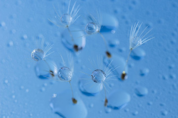 タンポポの種と水滴