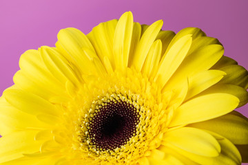 Bright yellow gerbera on a lilac background. The image is suitable as a background. Suitable for themes floristry, flower business, spring, summer.