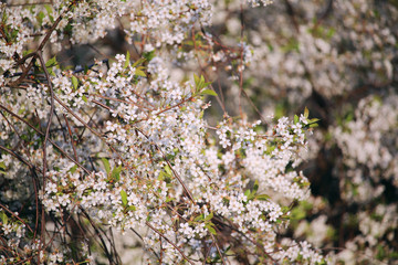 Blossoming trees in spring season