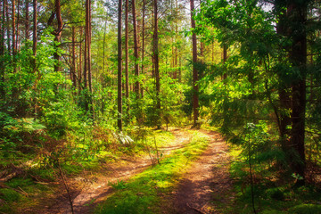 Summer forest. Wild green forest in sunlight