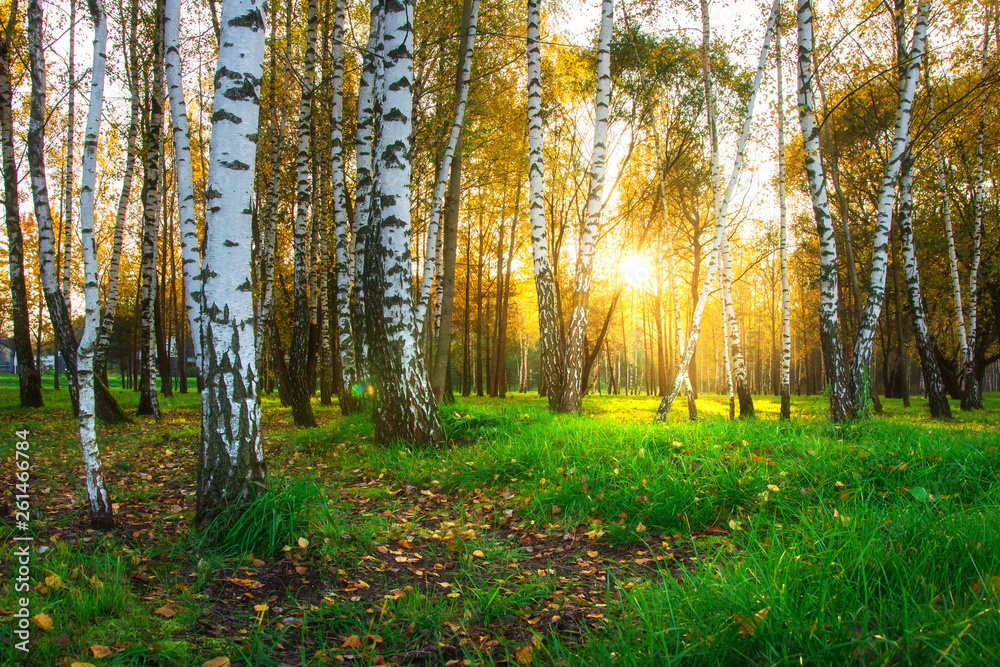 Wall mural Autumn birch trees in bright sunlight. Forest nature landscape at sunset