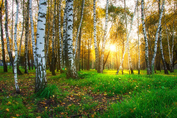 Autumn birch trees in bright sunlight. Forest nature landscape at sunset