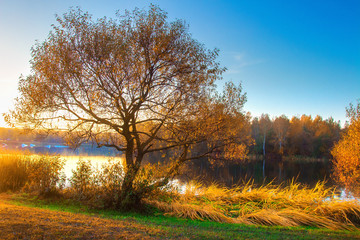 Fototapeta premium Scenic autumn landscape on river bank. Colorful tree on riverside